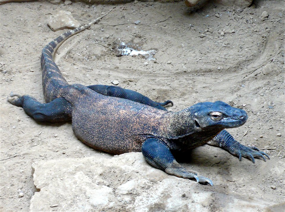 Komodo dragon (Varanus komodoensis)