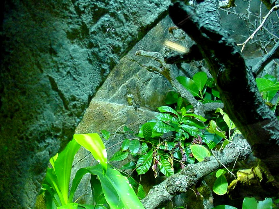 en:Parthenogenetic baby en:Komodo dragon, en:Chester Zoo, en:England, 14 July 2007 (in middle of image).
