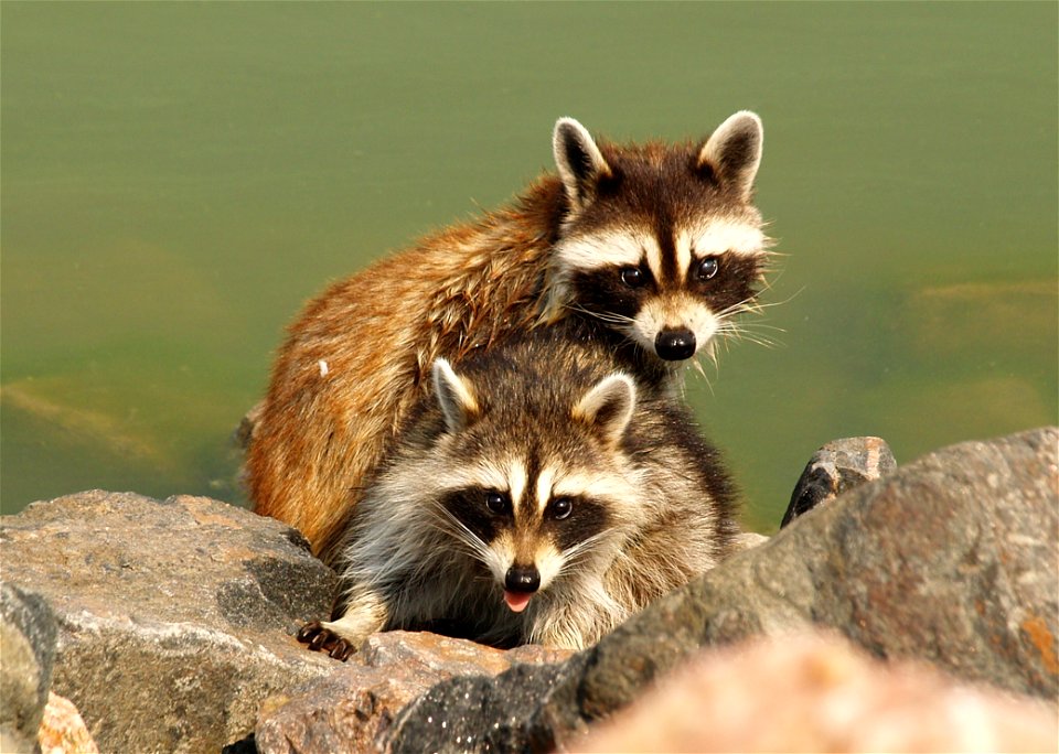 A photo of two young raccoons by the water's edge won third place in 2012.

Photo Credit: Gary Miller
