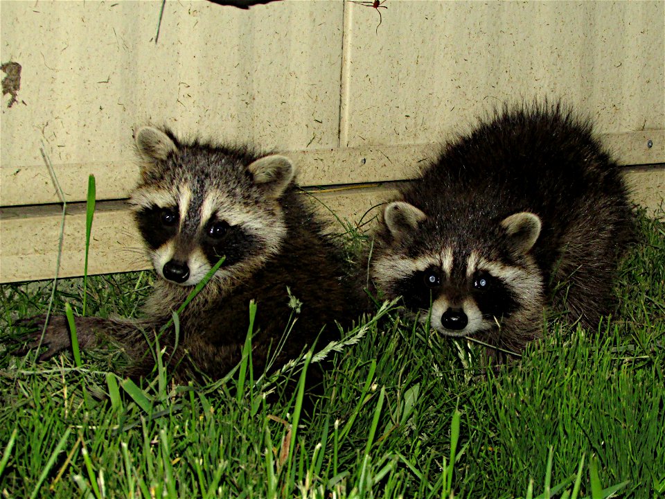 Here is a pair of young raccoon hiding out next to our sturgeon building. Sometimes it feels like there is more of these guys than fish...

Photo Credit: Spencer Neuharth / USFWS