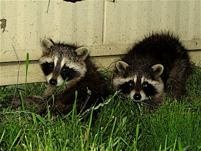 Here is a pair of young raccoon hiding out next to our sturgeon building. Sometimes it feels like there is more of these guys than fish... Photo Credit: Spencer Neuharth / USFWS photo