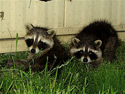 Here is a pair of young raccoon hiding out next to our sturgeon building. Sometimes it feels like there is more of these guys than fish...

Photo Credit: Spencer Neuharth / USFWS
