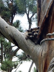 Patti Lynch, Mystic Ranger District Wildlife Biologist, captured this super cute photo of two raccoons yesterday in the central Black Hills. There was also a third little one who scurried up the snag photo