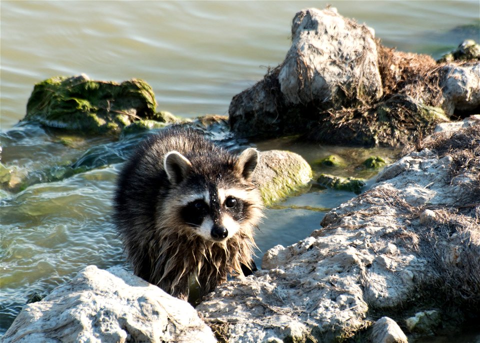 Category: Other Wildlife

Photo Credit: L. Bush