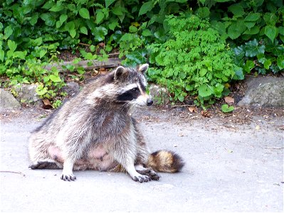 Common (Northern) Raccoon/Procyon lotor, Edwards Gardens, Toronto, Ontario, Canada, Tuesday, June 16, 2009. photo