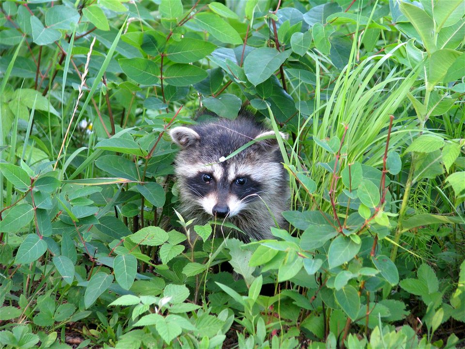 Baby raccoon (Procyon) of Chequamegon-Nicolet National Forest
