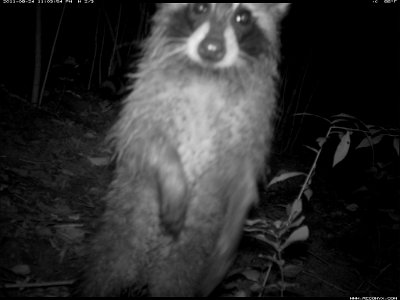 Credit: USFWS