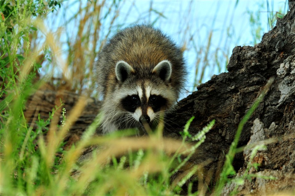 Raccoons look for food along the shore of Lake Ladora and Lake Mary at Rocky Mountain Arsenal National Wildlife Refuge, grabbing crayfish, frogs and other critters from the water with their paws.

Pho