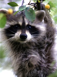Photo of the week - 7/2/12

Young raccoon in crab apple tree at John Heinz National Wildlife Refuge in Philadelphia.


Credit: Bill Buchanan/USFWS