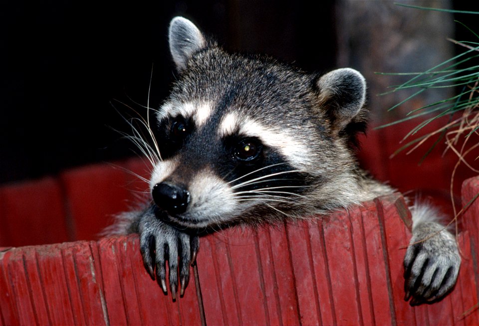 The northern raccoon (Procyon lotor) is known for its black mask across the eyes and bushy tail with four to 10 black rings. The mammal is nocturnal, but can be found in daylight hours in their nature