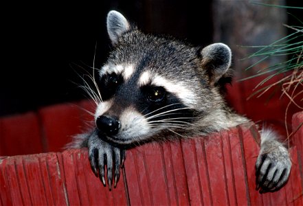 The northern raccoon (Procyon lotor) is known for its black mask across the eyes and bushy tail with four to 10 black rings. The mammal is nocturnal, but can be found in daylight hours in their nature