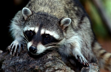 The northern raccoon (Procyon lotor) is known for its black mask across the eyes and bushy tail with four to 10 black rings. The mammal is nocturnal, but can be found in daylight hours in their nature