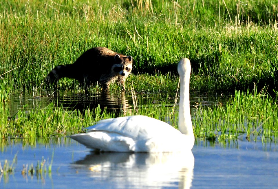 A raccoon walking the shoreline suddenly notices a trumpeter swan staring it down.  After a brief pause, they both went their separate ways.   Photo: Tom Koerner/USFWS