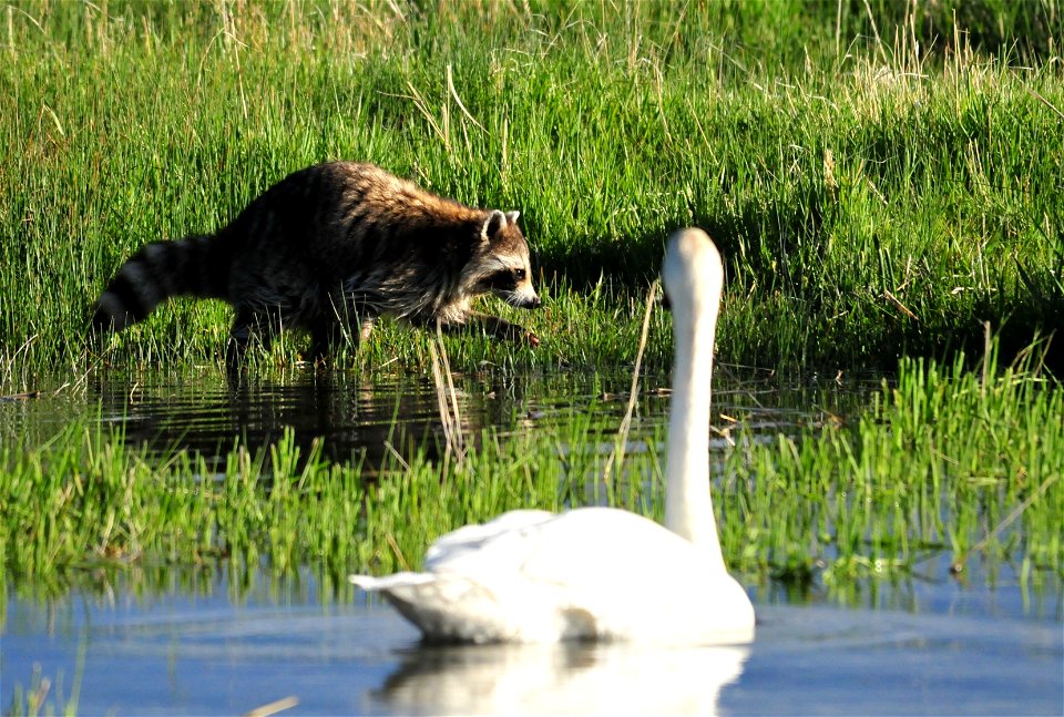 A raccoon walking the shoreline suddenly notices a trumpeter swan staring it down.  After a brief pause, they both went their separate ways.   Photo: Tom Koerner/USFWS