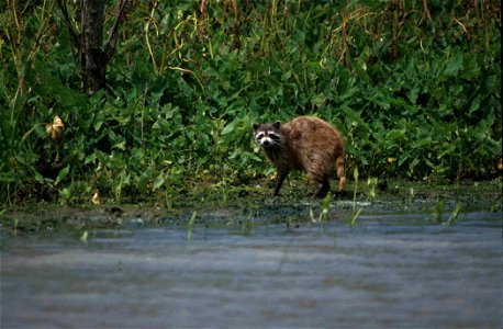 Image title: Raccoon animal mammal procyon lotor
Image from Public domain images website, http://www.public-domain-image.com/full-image/fauna-animals-public-domain-images-pictures/raccoons-public-doma