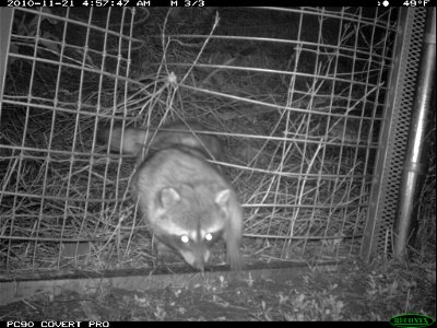 A raccoon at the one-way gate near the 23 Freeway.