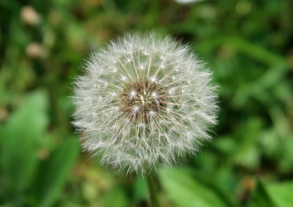 Plant flower green