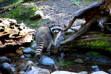 raccoon photo