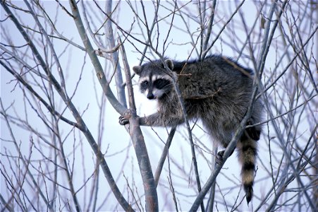 Raccoon photographed Lower Klamath National Wildlife Refuge in California