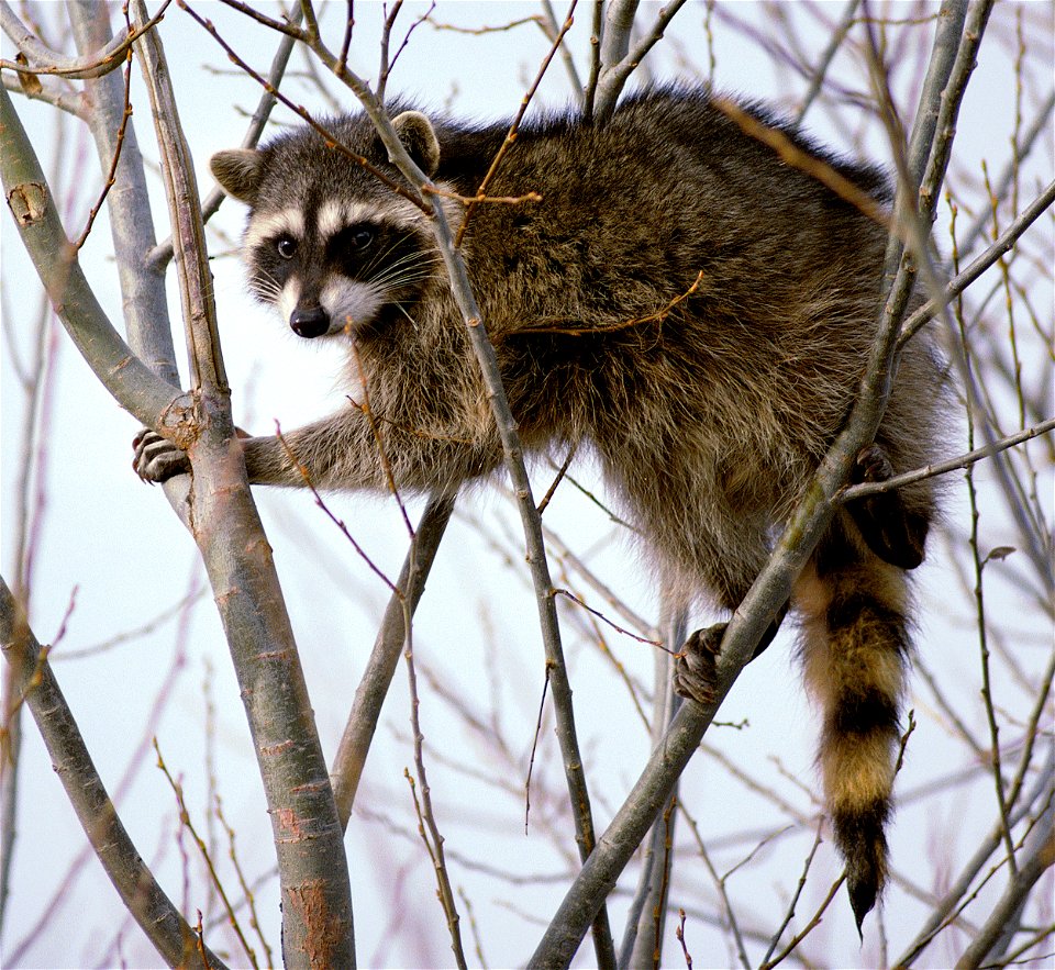 Raccoon photographed Lower Klamath National Wildlife Refuge in California
Original photo cropped and color corrected.