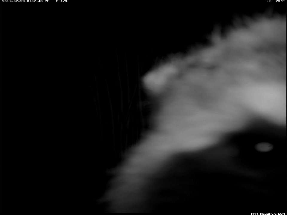 This raccoon seems to be quite curious about the camera.


credit: USFWS