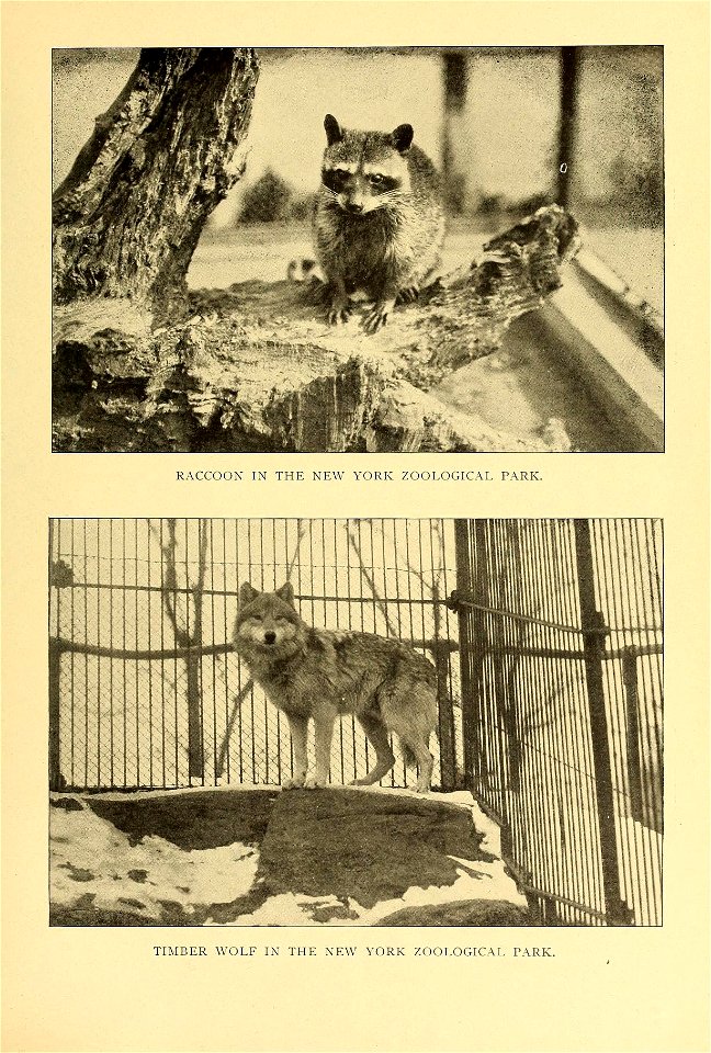 RACCOON IN THE NEW YORK ZOOLOGICAL PARK. 

TIMBER WOLF IN THE NEW YORK ZOOLOGICAL PARK.