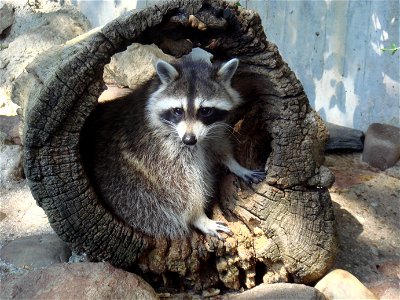 Mapache (Procyon lotor) en el zoo de Madrid. photo