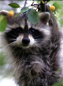 Image title: Raccoon face close up procyon lotor Image from Public domain images website, http://www.public-domain-image.com/full-image/fauna-animals-public-domain-images-pictures/raccoons-public-doma photo