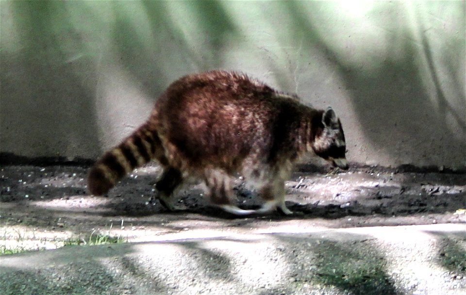 Nyíregyháza Zoo, raccoonlabel QS:Len,"Nyíregyháza Zoo, raccoon"
label QS:Lhu,"Nyíregyházi Állatpark,  (Procyon lotor)"