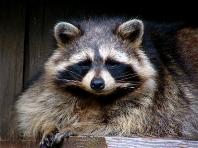 photo d'un raton laveur