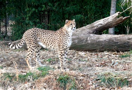 Cheetah (Acinonyx jubatus) photo