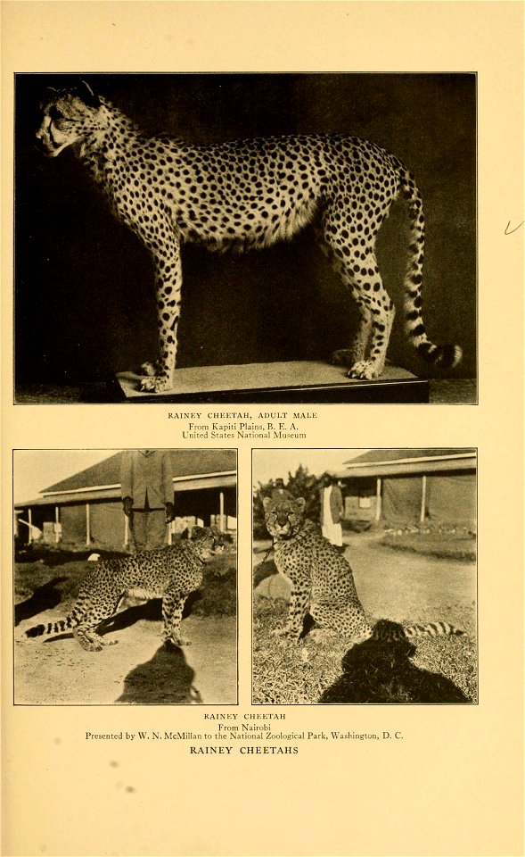 RAINEY CHEETAH, ADULT MALE 
From Kapiti Plains, B. E. A. 
United States National Museum 
Z/^ 
K^.\MW 
RAINEY CHEETAH 
From Nairobi 
Presented by W. N. McMillan to the National Zoological Park, Washing