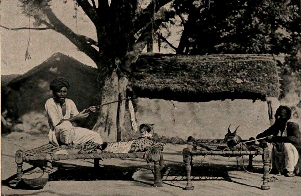 Hunting caracal and cheetah in India