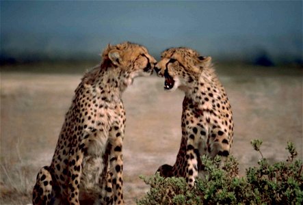 Image title: Two cheetahs African animals acinonyx jubatus facing each other Image from Public domain images website, http://www.public-domain-image.com/full-image/fauna-animals-public-domain-images-p photo