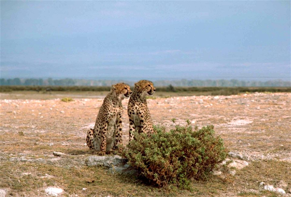 Image title: Two cheetahs African animals acinonyx jubatus sitting in front of a bush
Image from Public domain images website, http://www.public-domain-image.com/full-image/fauna-animals-public-domain
