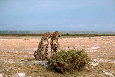 Image title: Two cheetahs African animals acinonyx jubatus sitting in front of a bush Image from Public domain images website, http://www.public-domain-image.com/full-image/fauna-animals-public-domain photo