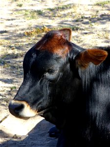 Photo depicts a (as of yet unidentified) cow; image taken in Zimbabwe. (I am the originator of this photo. I hold the copyright.) photo