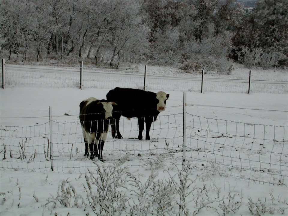 Rescued cows living in sanctuary.