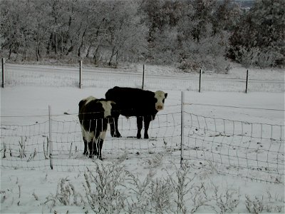Rescued cows living in sanctuary. photo