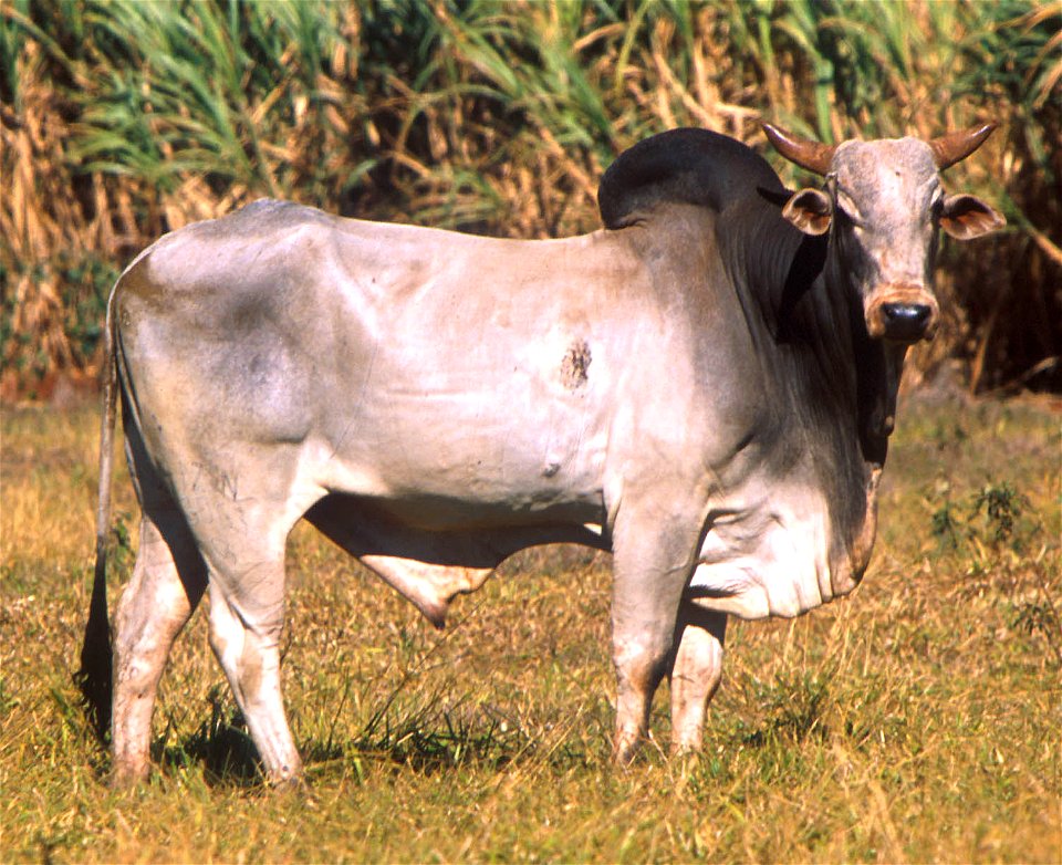 : "Cattle in Brazil, like this Zebu bull, represent a different gene pool from U.S. cattle and could help scientists locate genes for desirable traits like tick resistance and heat tolerance." photo