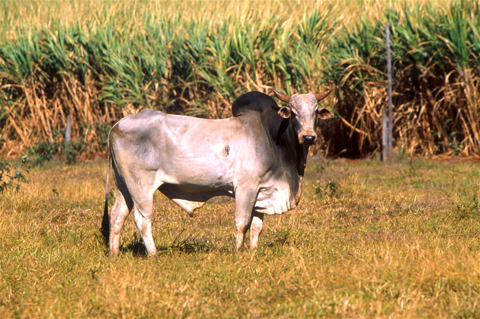 : "Cattle in Brazil, like this Zebu bull, represent a different gene pool from U.S. cattle and could help scientists locate genes for desirable traits like tick resistance and heat tolerance." photo