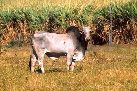 :  "Cattle in Brazil, like this Zebu bull, represent a different gene pool from U.S. cattle and could help scientists locate genes for desirable traits like tick resistance and heat tolerance."