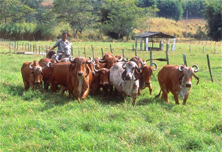 :  "This herd of Gyr, a tropical cattle breed, is being studied as part of Labex research on cattle genetics. Above, animal caretaker José Cristiano dos Santos takes the cows for a health inspecti