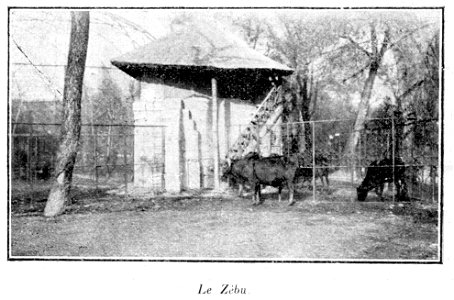 Clément Maurice Paris en plein air, BUC, 1897, Le Zébu