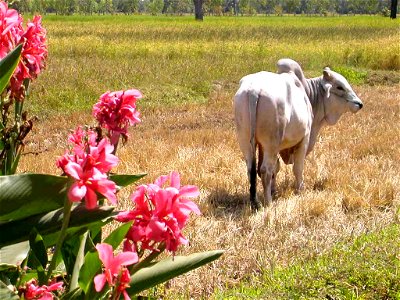 oxen in rice farm (Thailand) photo