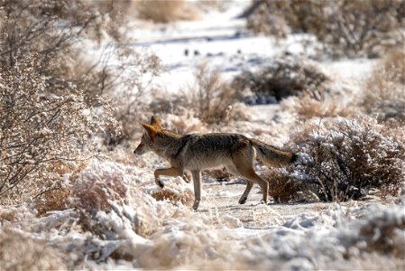 NPS / Emily Hassell Alt text: A coyote runs across a snow-covered desert. photo