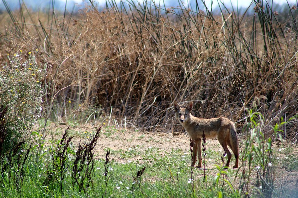 Coyote at the Sacramento National Wildlife Refuge. Credit: John Heil/USFWS