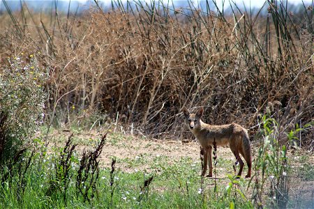 Coyote at the Sacramento National Wildlife Refuge. Credit: John Heil/USFWS