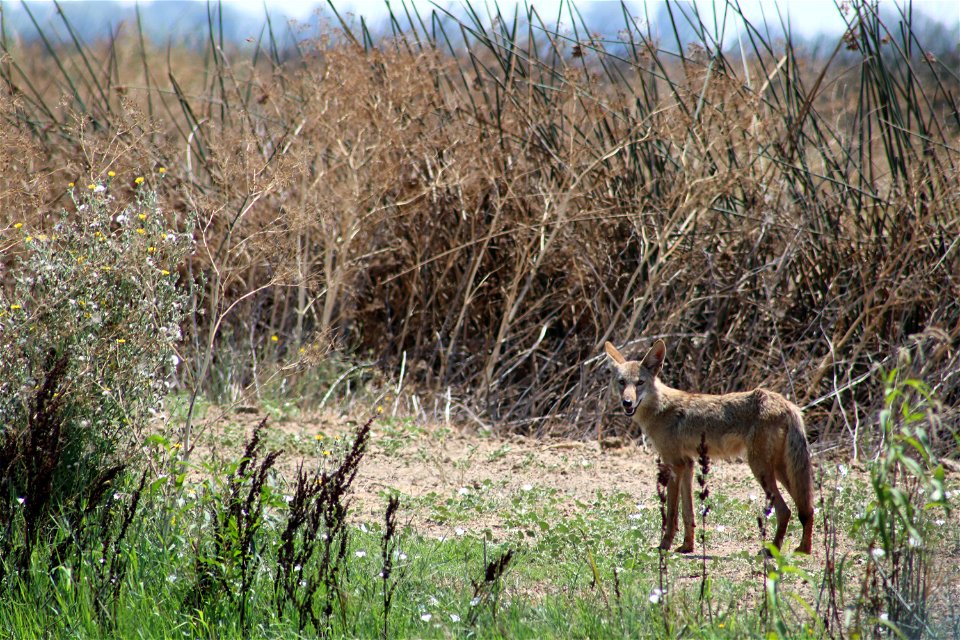 A coyote at the Sacramento National Wildlife Refuge. Photo by John Heil, USFWS.
