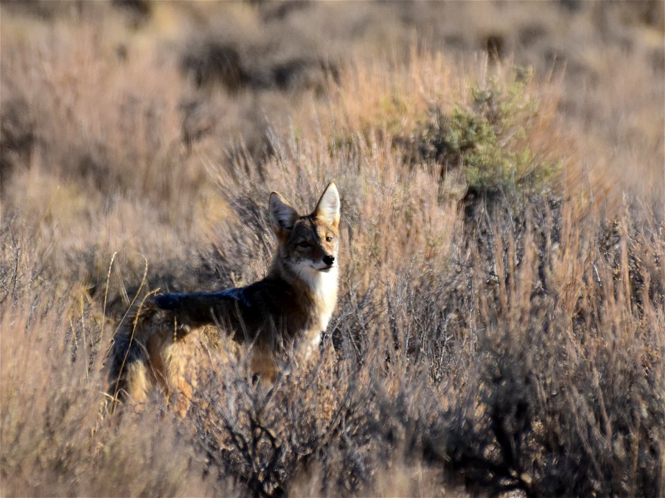 A coyote pup, out exploring the refuge on its own, pauses to look back.  Photo: Tom Koerner/U.S. Fish and Wildlife Service